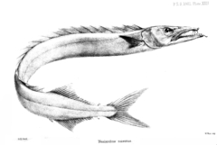 Black Gemfish photo 4