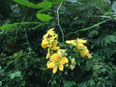 Senna bacillaris