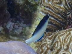Anampses neoguinaicus