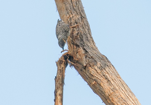 Daphoenositta chrysoptera