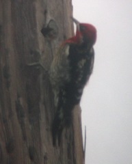Sphyrapicus ruber × nuchalis