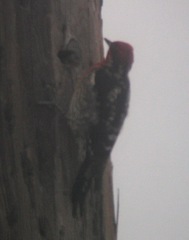 Sphyrapicus ruber × nuchalis