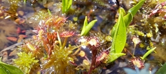 Drosera rotundifolia image