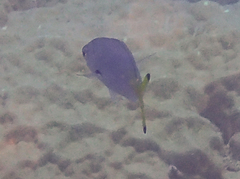Caesio lunaris