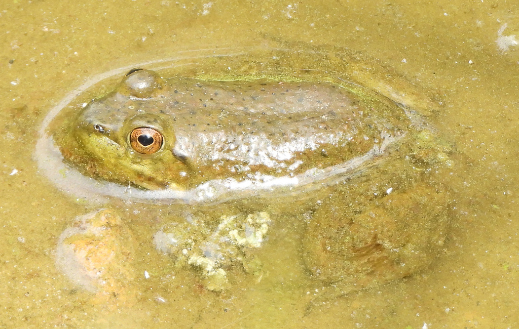 American Bullfrog from Forest Glen, Silver Spring, MD, USA on June 11 ...