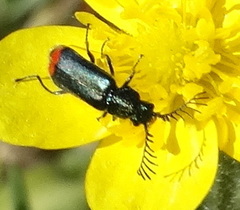 Haplomalachius flabellatus