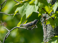 Setophaga americana image