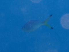 Caesio lunaris
