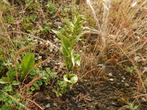 Image of Epipactis phyllanthes by no rights reserved