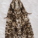 Acronicta afflicta - Photo (c) Nick Block, μερικά δικαιώματα διατηρούνται (CC BY), uploaded by Nick Block