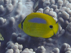 Chaetodon plebeius