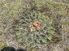 Ferocactus macrodiscus septentrionalis