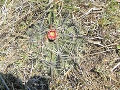 Ferocactus macrodiscus septentrionalis