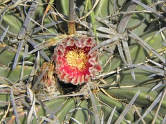 Ferocactus macrodiscus septentrionalis