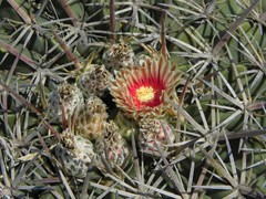 Ferocactus macrodiscus septentrionalis
