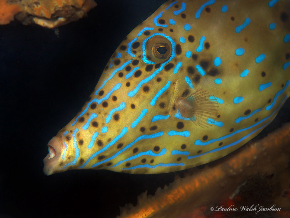 Scrawled filefish