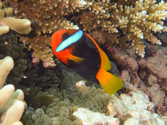Red and Black Anemonefish photo 2