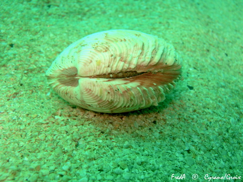Pale Venus