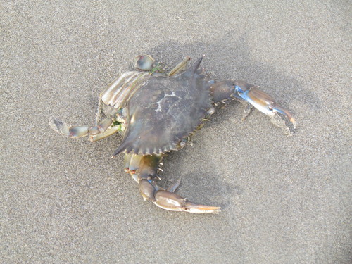 Callinectes rathbunae