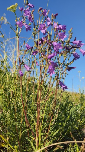 Siberian Bellflower