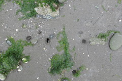 Ulvaceae