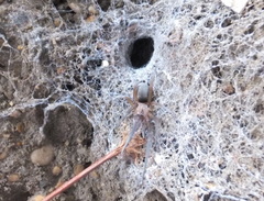 Filistata insidiatrix