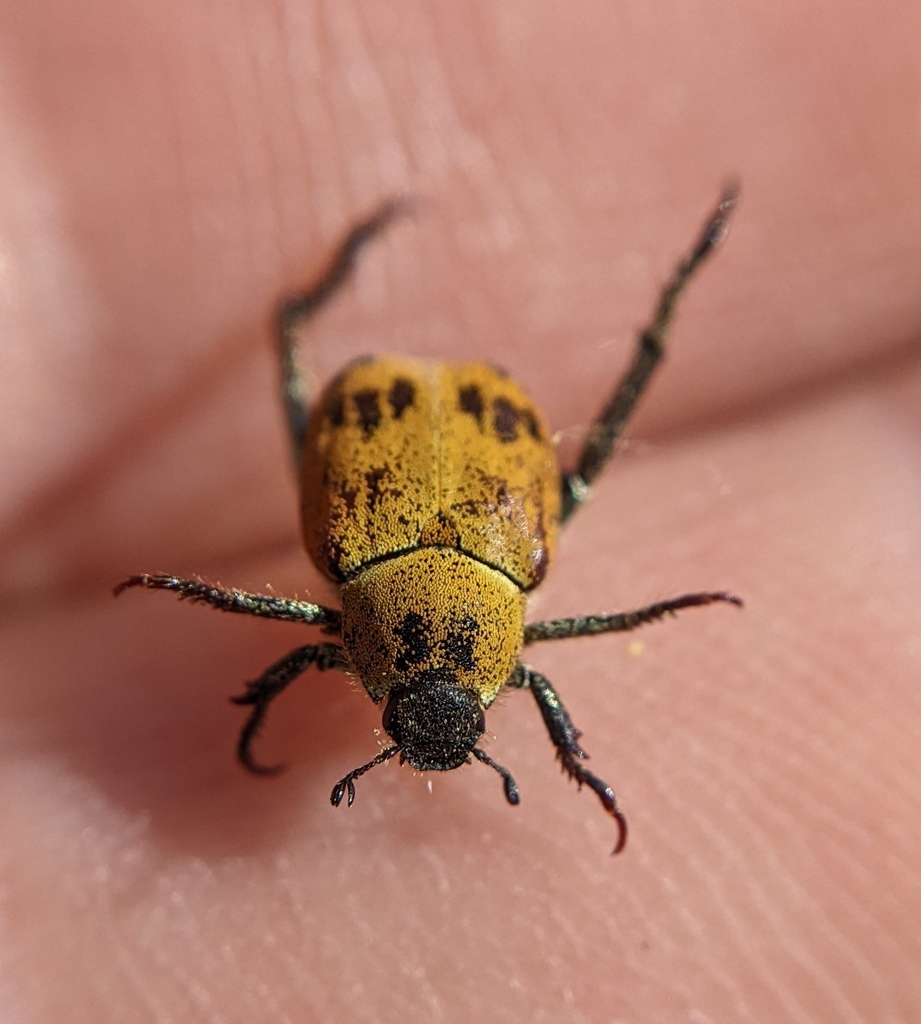 Hoplia dispar