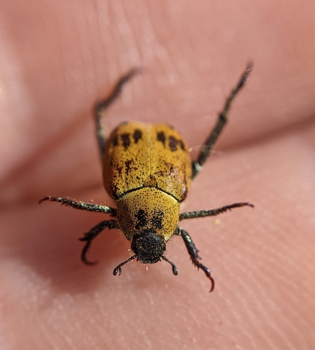 Hoplia dispar
