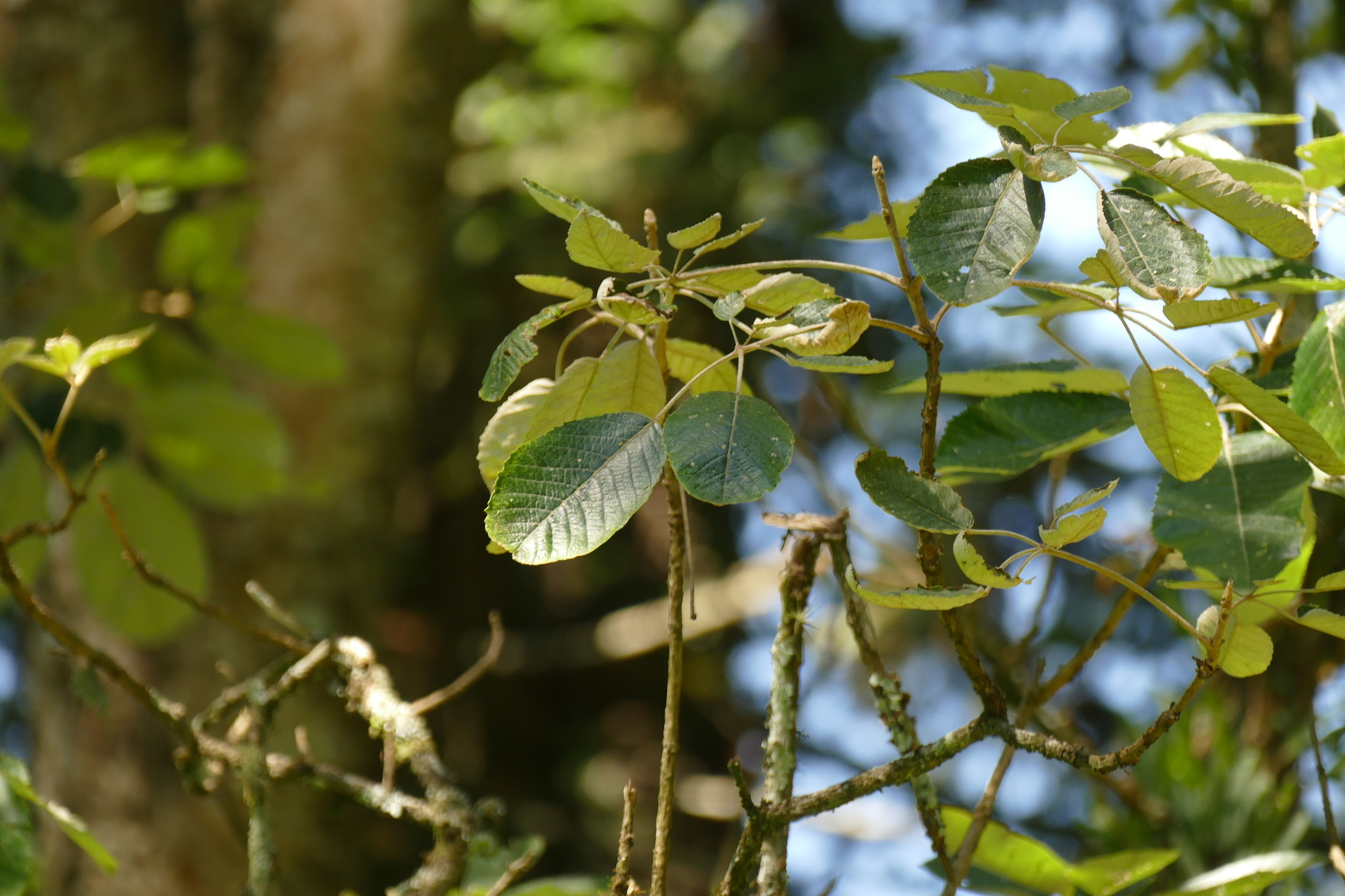 Handroanthus albus