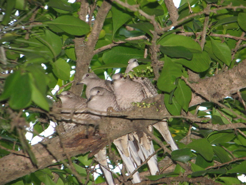 Inca Dove, El Mante, Tamps., México, photo 10 of 10