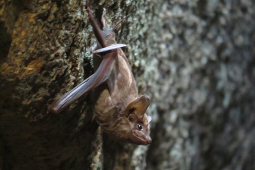 Coastal Sheath-tailed Bat