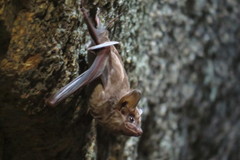 Coastal Tomb Bat photo 4