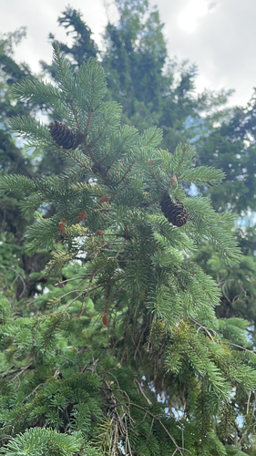 White Spruce