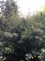 Muehlenbeckia complexa complexa