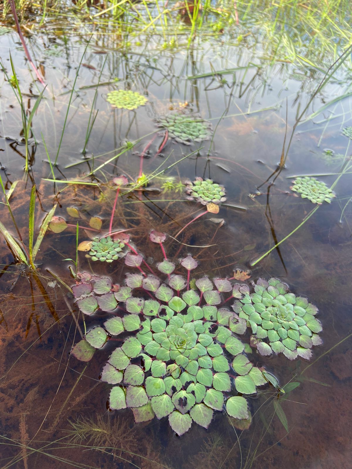 Ludwigia sedioides