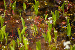 Drosera rotundifolia image