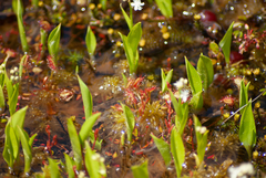 Drosera rotundifolia image