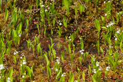 Drosera rotundifolia image