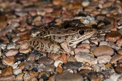 Lithobates sphenocephalus utricularius