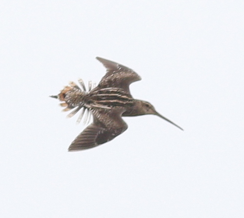 Pantanal Snipe (Gallinago paraguaiae)