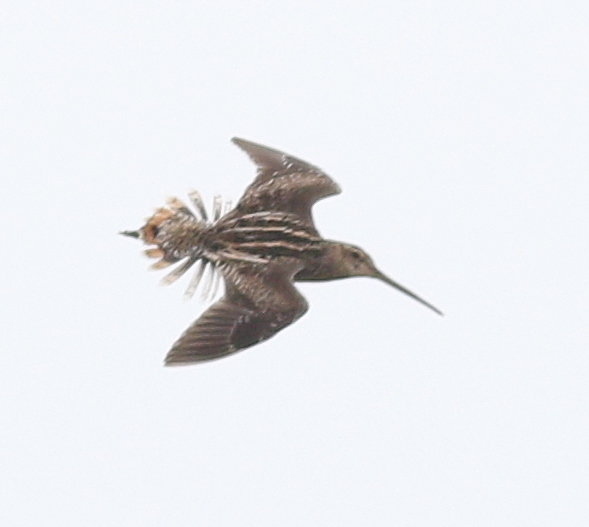Pantanal Snipe (Gallinago paraguaiae)