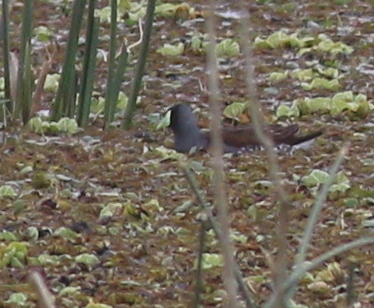 Spot-flanked Gallinule (Porphyriops melanops)
