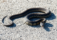 Thamnophis sirtalis semifasciatus