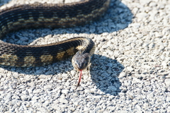 Thamnophis sirtalis semifasciatus