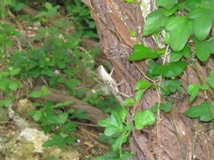 Anolis lineatus