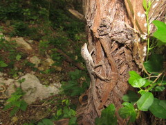 Anolis lineatus