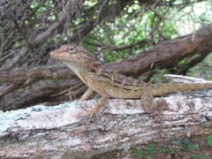 Anolis lineatus