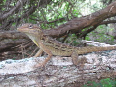 Anolis lineatus