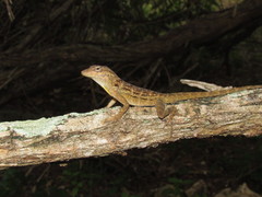 Anolis lineatus