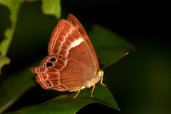 Abisara bifasciata
